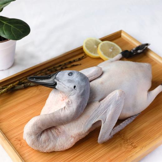 连城白鹭鸭 商品图0
