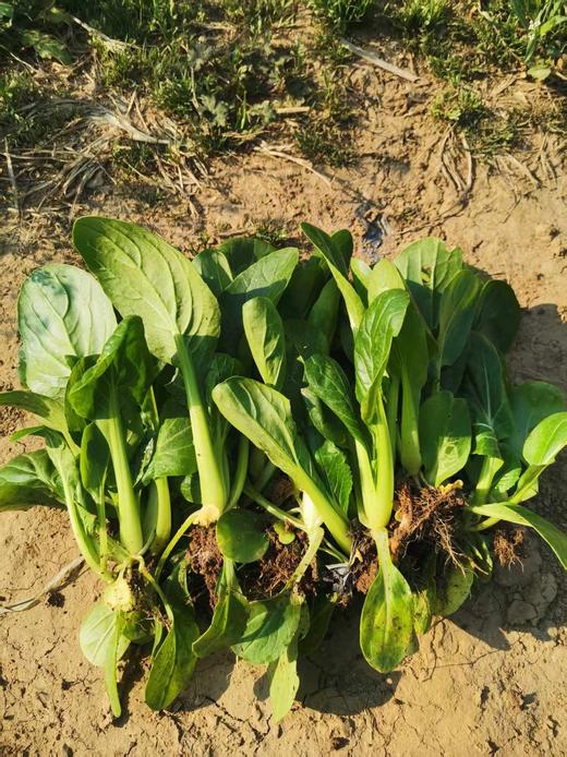 大菜秧（去根8两/份） 商品图0