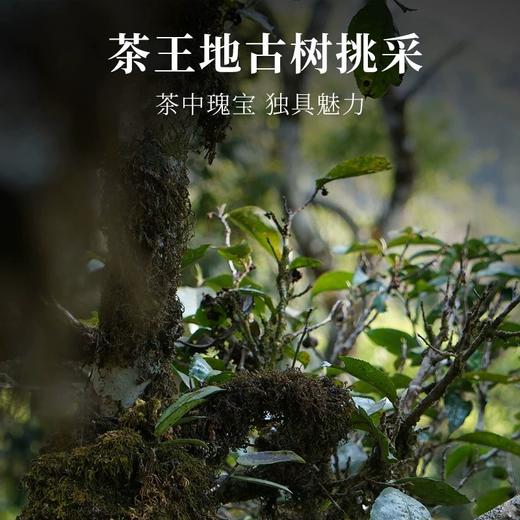 薄荷塘、白茶园、茶王树 散茶品鉴装 拍5发6 普洱 生茶 50g 散茶【森之美】 商品图4