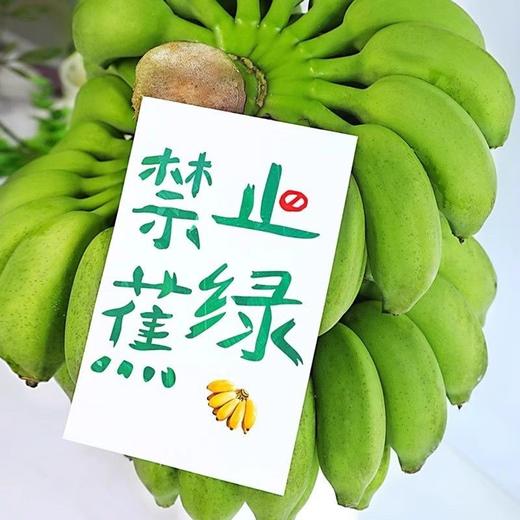 禁止蕉绿 可食用 小米蕉整串带杆 水培香蕉观赏绿植 商品图1