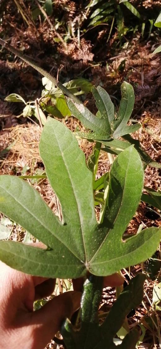 野生五指毛桃/土茯苓/牛奶根/藤杜仲/牛大力/葛根片【基地直发】 商品图4