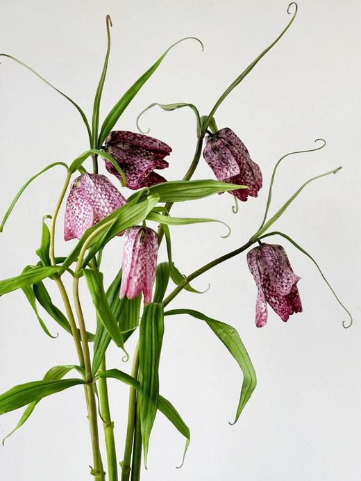 小众稀有花材蛇皮花格贝母一扎 商品图0