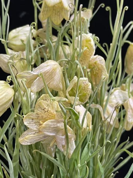 小众稀有花材蛇皮花格贝母一扎 商品图13