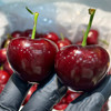 周五配送，大连美早🍒中果，单果10-12克，脆甜多汁，一份2斤/箱 商品缩略图0