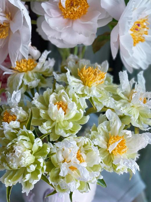 【预售！4.20起陆续发出】绿晕芍药【人间四月天，芍药铺庭前】简小姐精选稀有进口绿色芍药 绿晕 5枝 2件包邮 顺丰空运直发 商品图3