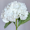 白色｜绣球丨1株 商品缩略图0