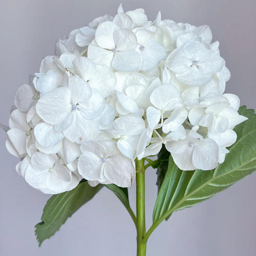 白色｜绣球丨1株 商品图0