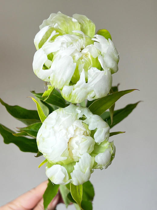 【预售！4.20起陆续发出】绿晕芍药【人间四月天，芍药铺庭前】简小姐精选稀有进口绿色芍药 绿晕 5枝 2件包邮 顺丰空运直发 商品图1