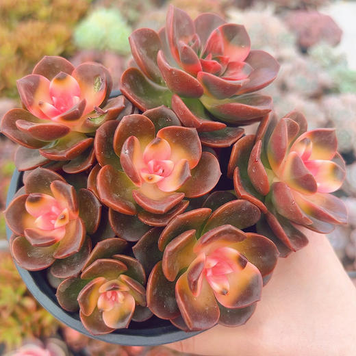 新鲜绿植盆栽 喜阳耐旱巧克力多肉盆栽 1盆 商品图0