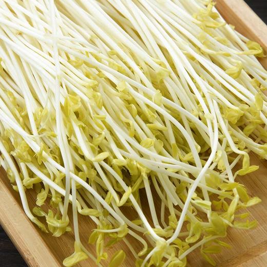 金丝柳苗 200g/份 商品图1