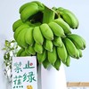 禁止蕉绿 可食用 小米蕉整串带杆 水培香蕉观赏绿植 商品缩略图2