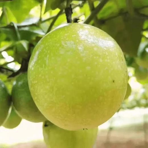 钦蜜9号黄金百香果酸甜多汁皱皮更甜（产地直发） 商品图1