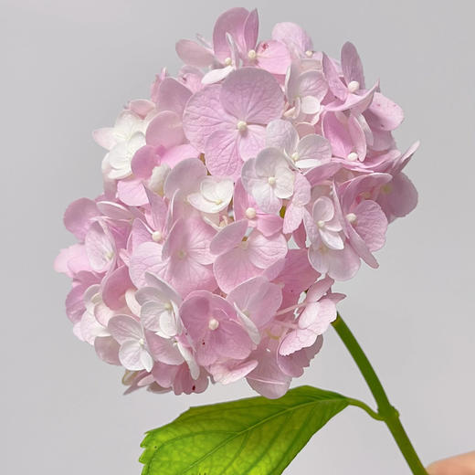 初恋粉｜绣球丨1株 商品图2