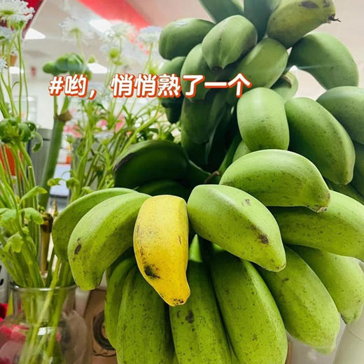 禁止蕉绿水培香蕉拒绝焦虑苹果蕉办公室芭蕉静止焦绿【送花瓶】 商品图2