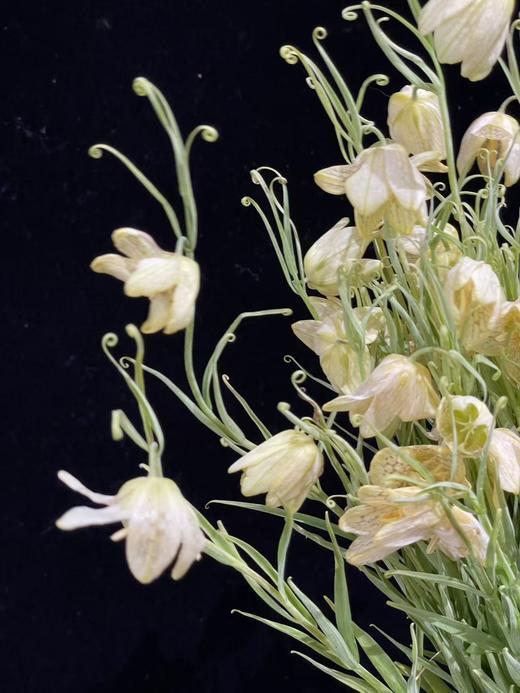 小众稀有花材蛇皮花格贝母一扎 商品图10