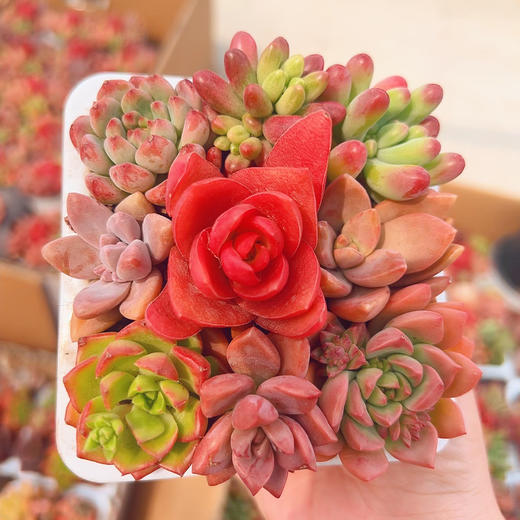 新鲜绿植盆栽 多肉混拼组合桌面盆栽9株左右  1盆 商品图0