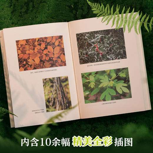 【天际线】树叶的故事（解读树梢上的绚丽奇迹，讲述50种树叶背后的文化传奇。科普达人版纳花轮君审校推荐，内含精美全彩插图） 商品图1