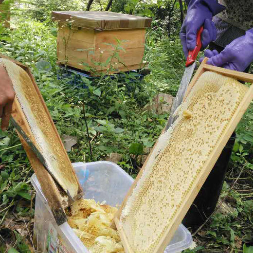 隐岭 | 原生态野蜂蜜 500g 商品图1