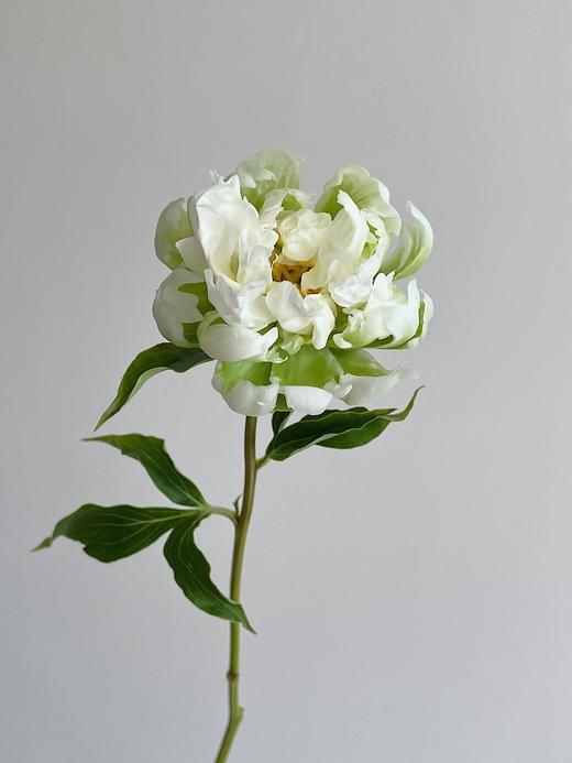 【预售！4.20起陆续发出】绿晕芍药【人间四月天，芍药铺庭前】简小姐精选稀有进口绿色芍药 绿晕 5枝 2件包邮 顺丰空运直发 商品图7