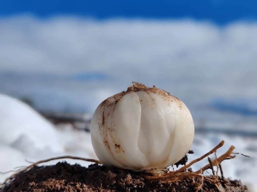 合作产品/香格里拉·雪百合  海拔3300米  六一八年鲜百合