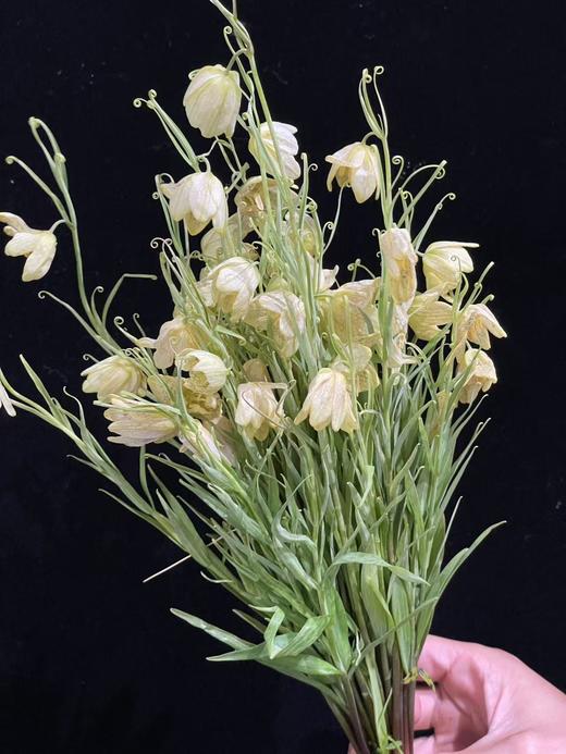 小众稀有花材蛇皮花格贝母一扎 商品图12