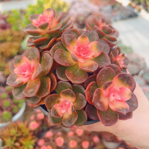 新鲜绿植盆栽 喜阳耐旱巧克力多肉盆栽 1盆 商品图1