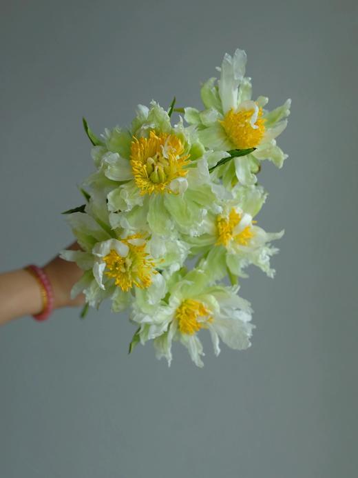 【预售！4.20起陆续发出】绿晕芍药【人间四月天，芍药铺庭前】简小姐精选稀有进口绿色芍药 绿晕 5枝 2件包邮 顺丰空运直发 商品图6