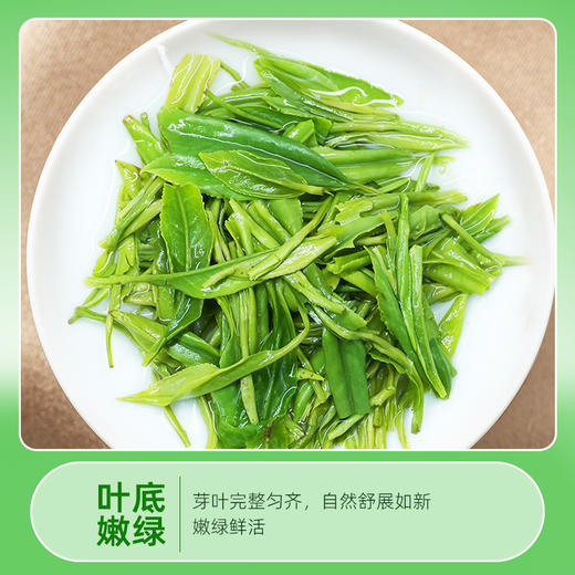 茶马世家2025新茶特级春茶恩施玉露明前蒸青绿茶75克 商品图4