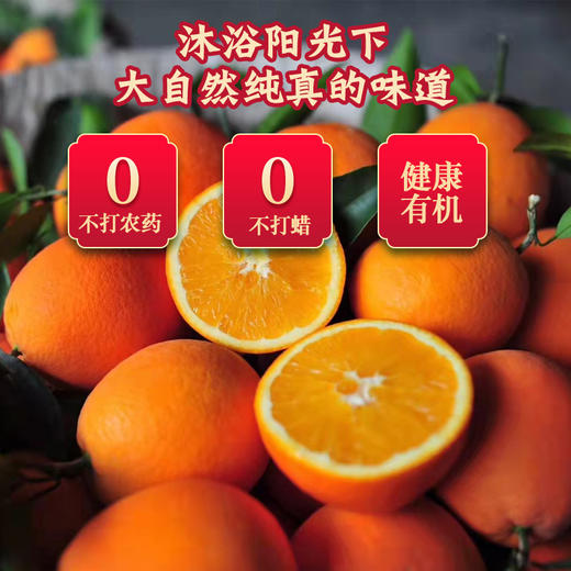 四川正宗大凉山雷波脐橙纯甜多汁新鲜水果家庭装礼盒装 商品图2