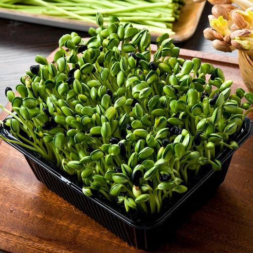 高原黑豆苗200g/份 商品图0