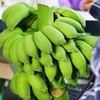 禁止蕉绿 可食用 小米蕉整串带杆 水培香蕉观赏绿植 商品缩略图3