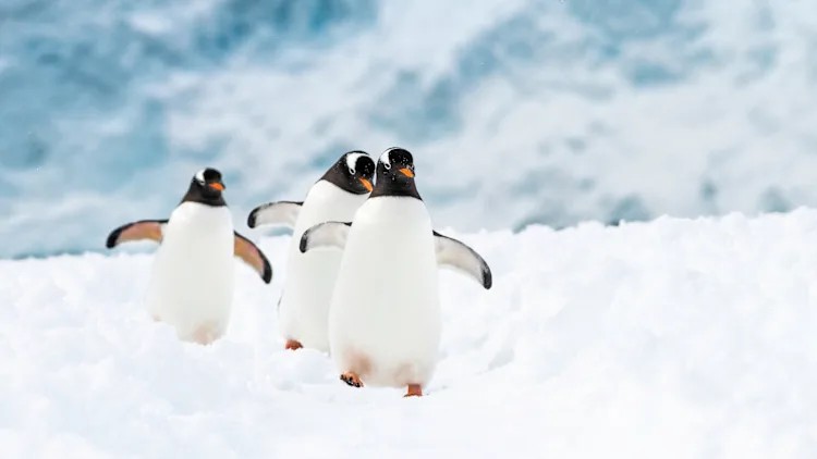 【20261125】南极三岛：深度南极大陆、福克兰群岛与南乔治亚岛探险28天摄影团｜满足南极旅行梦想，探索神秘南极风光