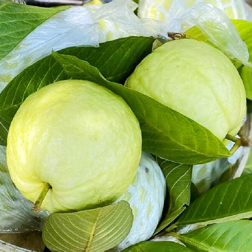 【顺丰/京东混发】福建树上熟奶油芭乐 奶香软糯甜番石榴鸡屎果新鲜孕妇水果 商品图2