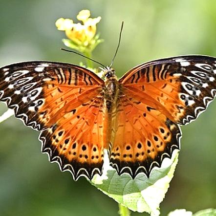 【升级版蝴蝶羽化观察盲盒 】探索大自然的生命奥秘——【盲盒-蝶蛹买一送三随机4只，赠蛹不售后，每周一、周三、周五发货】 商品图2