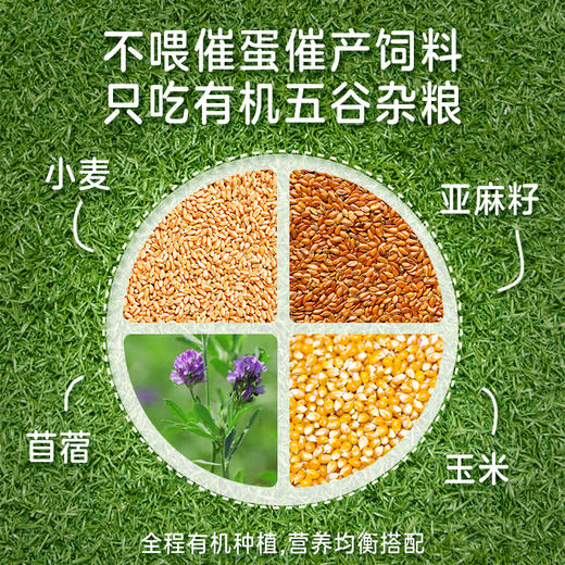 【超模君严选 通过30项检测】圣牧源选 自然慢养有机鸡蛋 30枚 随产随发顺丰包邮破损包赔 无沙门氏菌 有机谷饲口感更鲜嫩 商品图3