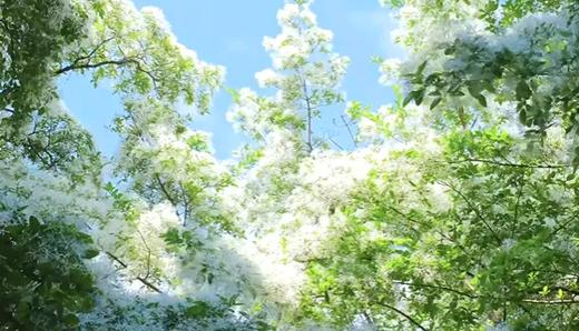 户外@【一路繁花】昆明蓝花楹+炽热凤凰花+璀璨杜鹃花+婉约流苏花+秘境哀牢山7天 商品图1