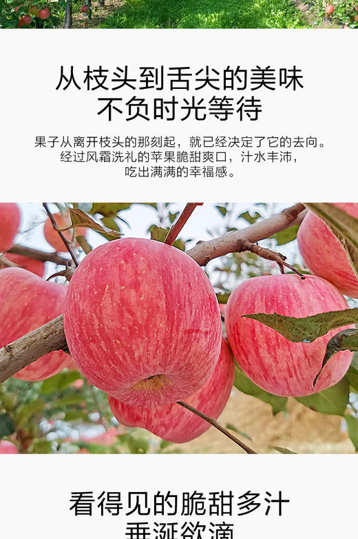 XX巴东红富士苹果 商品图1