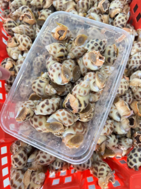 xm新货！！新鲜野生花螺，入口是那种脆弹带劲的“野味”，鲜甜度直接拉满。活冻