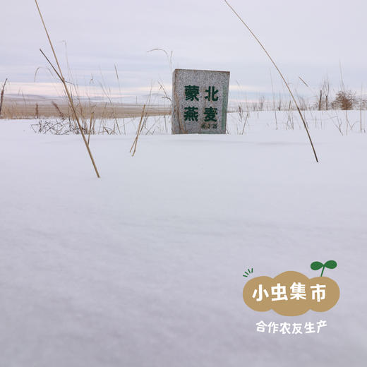 蒙北天然燕麦苗粉 75g/袋 | 合作农友生产，产自蒙北雪原，生产者：李刚岭 ＆【公平贸易农人定价】 商品图14
