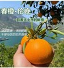 姊归伦晚春橙，一箱9斤，基地直发3天左右到货 商品缩略图0