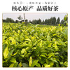 【武汉-新洲】江城百臻少潭河黄金茶62-5g*4袋 商品缩略图2