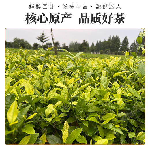 【武汉-新洲】江城百臻少潭河黄金茶62-5g*4袋 商品图2