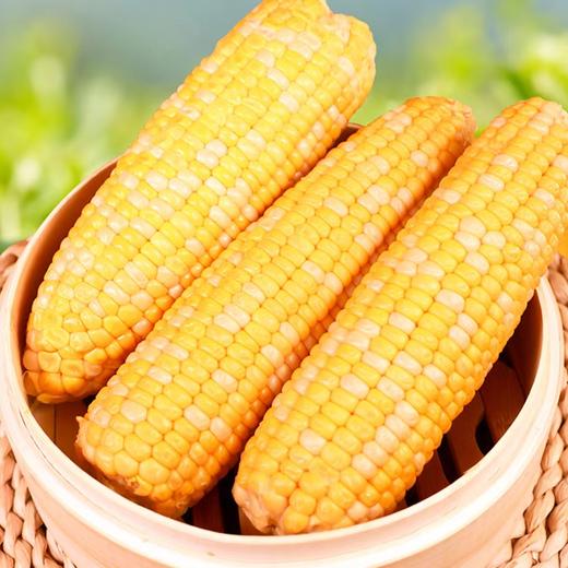 甘肃即食水果玉米  糯玉米  皮薄、汁多  口感极佳 商品图0