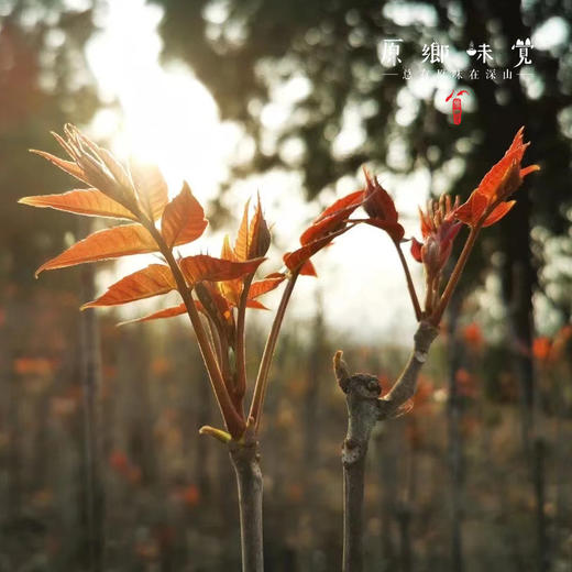 【预售】生态红油香椿（基地直发-京东包邮）| 多种规格，来自山西中条山，生产者：蒲韩青年公社社员，【合作生产，公平贸易】 商品图4