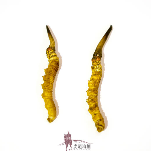 【游学基地】野生冬虫夏草 来自青藏高原海拔4500m以上 野生虫草持证采集人员采集 可溯源 商品图3