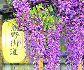 【享游日本・紫藤瀑】东进阪出/七天往返