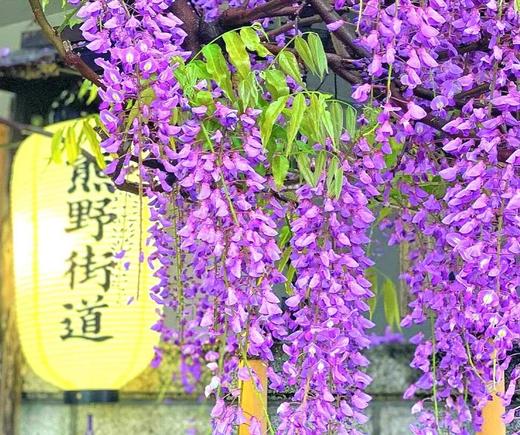 【享游日本・紫藤瀑】东进阪出/七天往返 商品图0