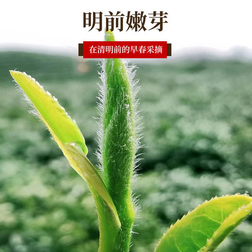 【武汉-新洲】江城百臻少潭河绿茶50g 商品图1