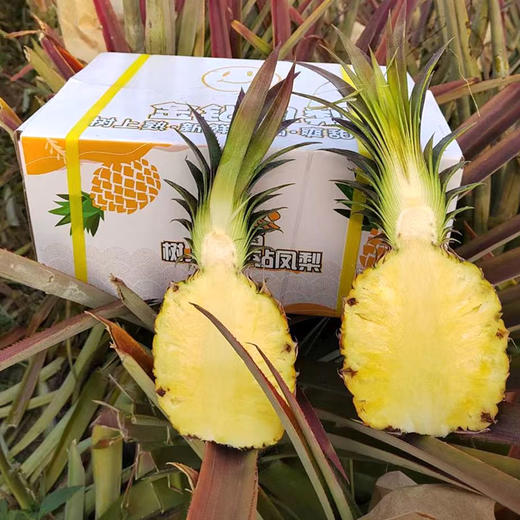 【厂商直发】海南有机凤梨台农17号树上熟金钻凤梨当季新鲜香甜多汁 商品图4