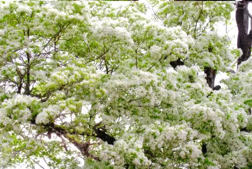 户外@【一路繁花】昆明蓝花楹+炽热凤凰花+璀璨杜鹃花+婉约流苏花+秘境哀牢山7天 商品图2